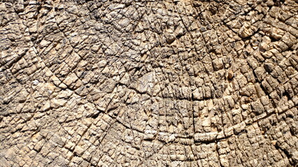 
wooden fence, textured background for web design