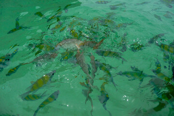 tropical fish in green water