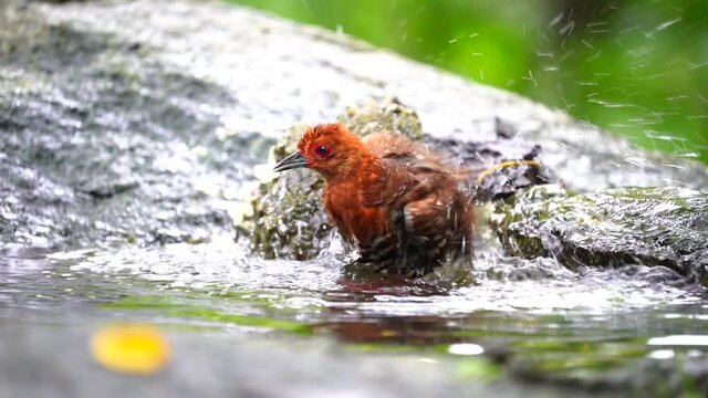 Red-legged Crake; Rallina fasciata bird playing in the pond.
