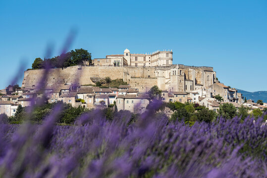 French Grignan village dominating blooming lavender field during daytime. France 2020