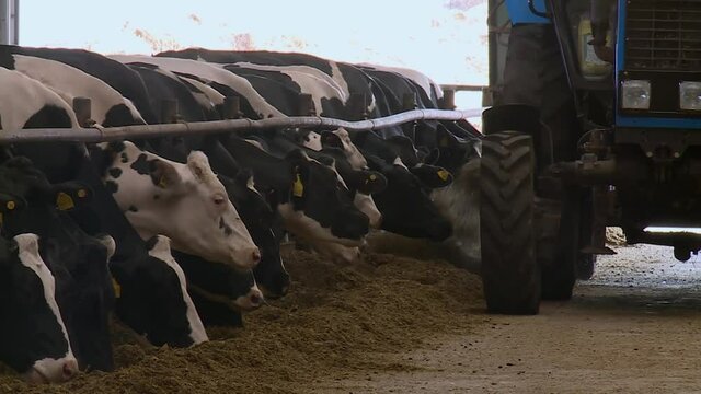 The cows in the barn eating food. tractor rides and distributes food to the cows