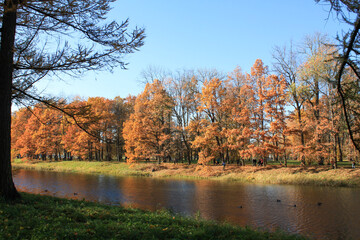 autumn forest on the banks of the pond in Pushkin