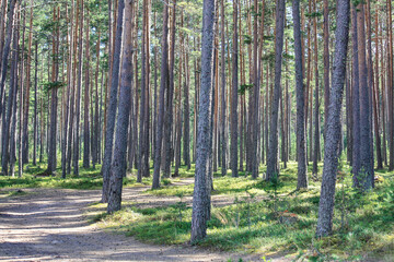 Obraz premium pine forest near Ladoga lake