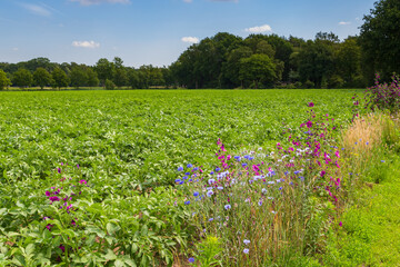 Nature-inclusive or circular and sustainable agriculture with wild flowers along potato field in...