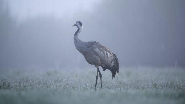 Common crane (Grus grus) bird