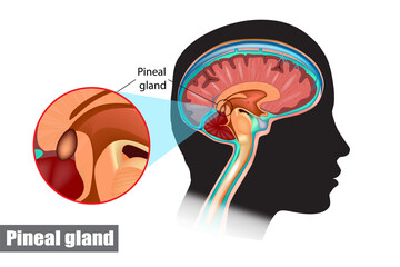 Diagram of pituitary and pineal glands in the human brain - obrazy, fototapety, plakaty