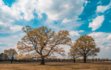 Picturesque oak forest in the center of Europe