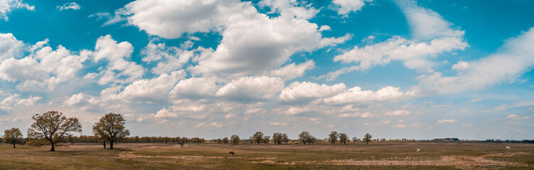 Picturesque oak forest in the center of Europe