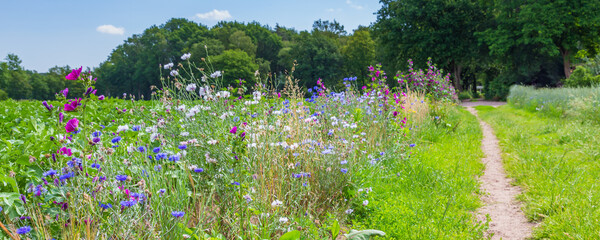 Nature-inclusive or circular and sustainable agriculture with wild flowers along potato field in the Netherlands, Europe © Hilda Weges