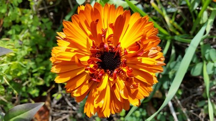 Calendula Blume Oktober