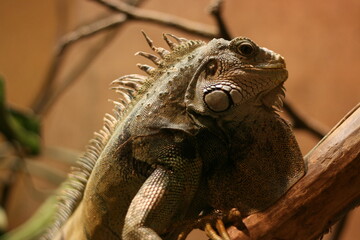 Fototapeta premium iguana on tree