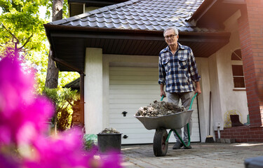 Senior man pushing wheelbarrow while working in his yard
