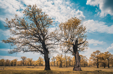 Picturesque oak forest in the center of Europe