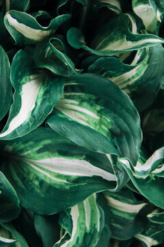 green white hosta leafs background
