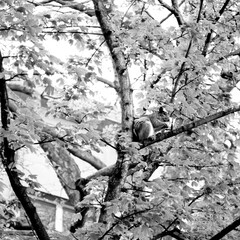 CHELTENHAM AREA LOCKDOWN 2020