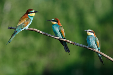 Obraz premium European bee-eater, merops apiaster.on Sunny morning, three birds are sitting on a branch.