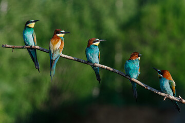 European bee-eater, merops apiaster. on a summer morning, five birds are sitting on a branch.