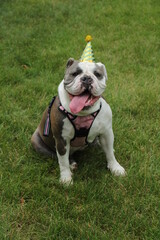 Obraz premium Cute english bulldog wearing party hat 
