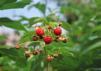 raspberry red berry, tasty, ripe, on a branch with green leaves