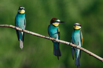 European bee-eater, merops apiaster.on Sunny morning, three birds are sitting on a branch.