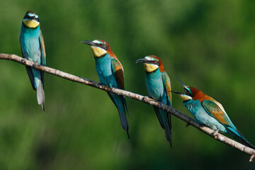 European bee-eater, merops apiaster.on a Sunny morning, four birds are sitting on a branch.