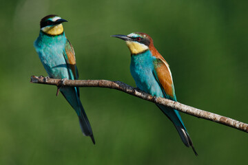 Golden bee-eater sitting on a branch
