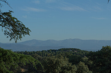 las drzewa zieleń przyroda liście niebo niebieskie