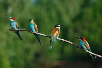 European bee-eater, merops apiaster.on a Sunny morning, four birds are sitting on a branch.