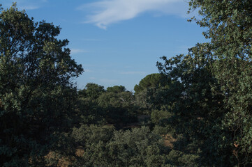 las drzewa zieleń przyroda liście niebo niebieskie