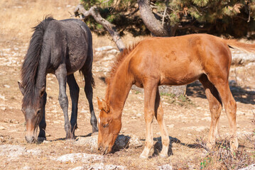 Fototapeta premium Two young horses (foal) is trying to find some food on dry, burned out earth in Crimean mountains