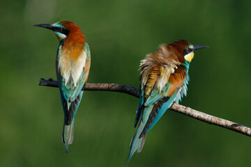 Golden bee-eater sitting on a branch