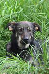 Domestic dog (mixed breed) in the garden