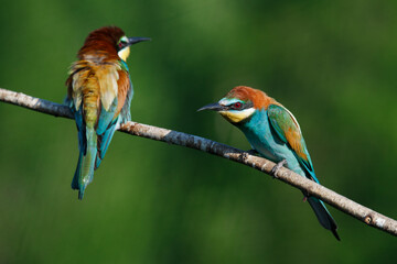 Golden bee-eater sitting on a branch