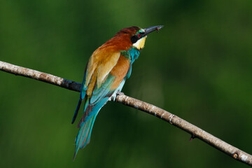Golden bee-eater sitting on a branch