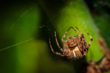 spider cross in the garden on green sprouts