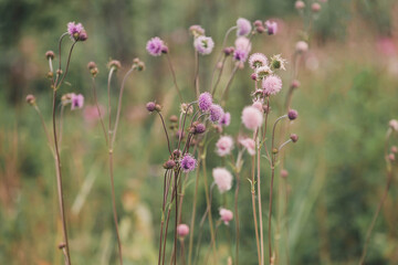 Obraz premium Lilac wildflowers in a summer field.