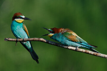 European bee eater Merops apiaster screaming at each other