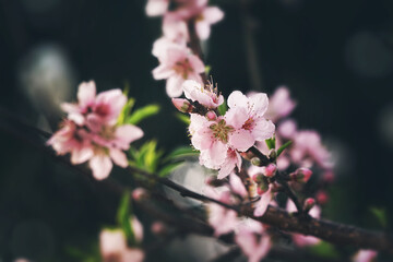    Asian peach flower beautiful blossom          