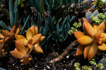 succulents in the summer garden