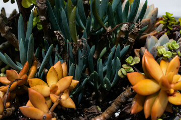 succulents in a summer garden