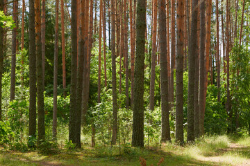 Fototapeta na wymiar Forest trees with sidewalk of fallen leaves. Nature green wood lovely sunlight backgrounds.