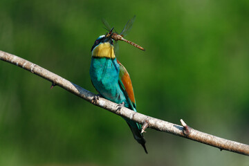 The European Bee-eaters, Merops apiaster is sitting and showing off on a nice branch, has some insect in its beak,