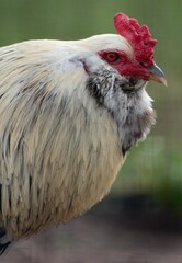 close up of a rooster