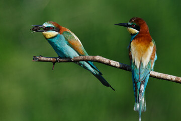 Golden bee-eater sitting on a branch