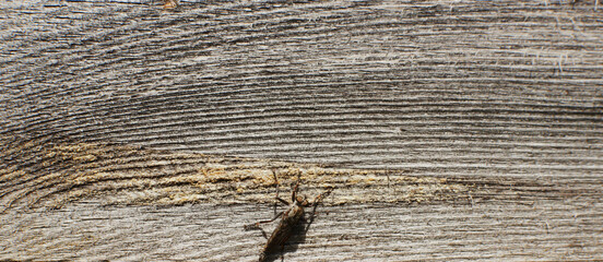 wood texture. Abstract wood texture background.