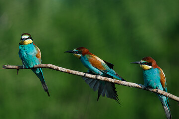 European bee-eater, merops apiaster.on Sunny morning, three birds are sitting on a branch.