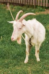 Fototapeta premium wild, ibex, animal, outdoors, field, outdoor, portrait, goat, hiking, nature, natural, childhood, green, wildlife, pet, park, village, white goat, farm, grass, wild goat, mammal, white, view, beautifu