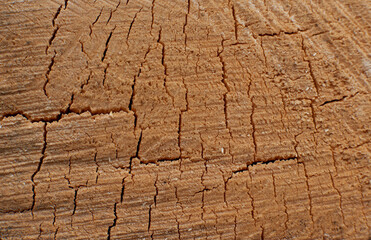 wood texture. Abstract wood texture background.
