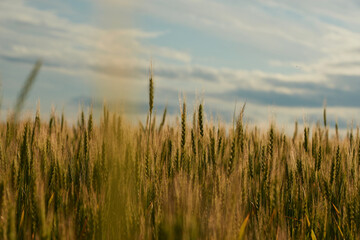 Obraz premium a green field of wheat and a Sunny day