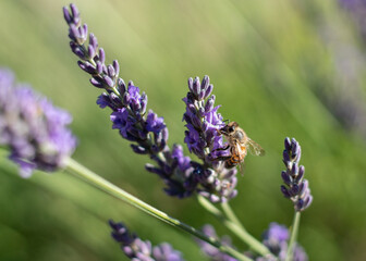 Close-up of a honey bee flying around suckling honey flowers collecting nectar pollen in spring, sunny day, slow motion